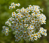 Fototapeta  - Flora of Gran Canaria -  Tanacetum ferulaceum, fennel-leaved tansy endemic to the island, natural macro floral background