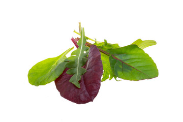 Poster - lettuce leaf mix isolated