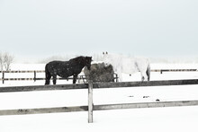 White And Black Horses Eating From Bale Of Hay During A Heavy Morning Snowfall, Quebec City, Quebec, Canada