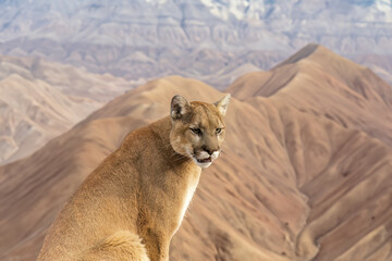 Poster - The cougar (Puma concolor), native American animal known as catamount, mountain lion, painter, panther and puma