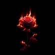 One rose, long stem, thorns, withered, petals on fire On a black background
