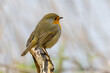 Close up of a European Robin, Erithacus rubecula, standing looking forward with one eye visible friendly with eye contact on a bare sawn-off tree trunk against bright blurred background