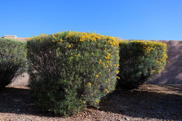 Wall Mural - Feathery Cassia (Senna Artemisioides) shrubs loosely spaced as informal hedge over rocky desert-like roadside verges to control soil