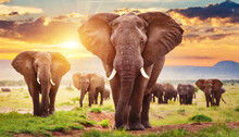 Herd Of The African Bush Elephants (L. Africana) In Savanna.
