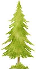 Wall Mural - Pine Tree watercolor illustration for Decorative Element