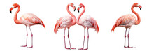 Collection Of Flamingoes Isolated On Transparent Or White Background
