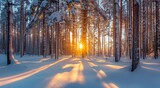 Fototapeta  - A beautiful winter sunset in the forest with tall trees covered in snow, illuminated by sunlight
