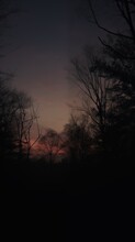 Twilight Silhouette Of Trees Against A Softly Glowing Sky