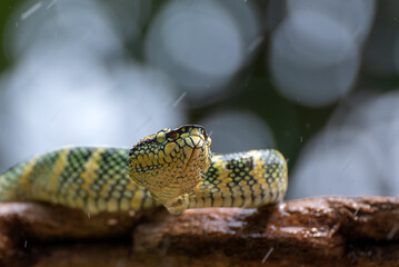 Wall Mural - Wagler's pit viper on tree branch