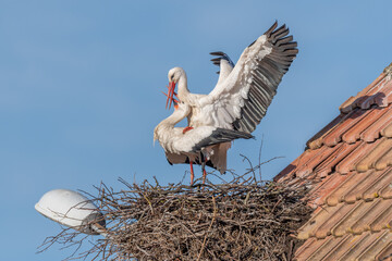 Mating white storks in courtship display (ciconia ciconia) on their nest in spring