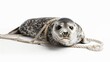Seal with a rope around its neck, trapped in fishing nets against a white background.