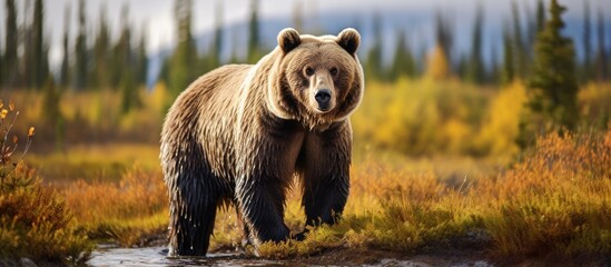 Wall Mural - A carnivorous terrestrial animal, the large brown bear, stands in a muddy field within a natural landscape, surrounded by grass and trees