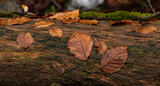 Fototapeta Dmuchawce - liście mech zielony na drzewie stary las