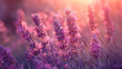 Close up shot purple flowers of lavender with beautiful view, Lavender flowers in summer morning, lavender field, Generative Ai