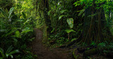 Fototapeta Natura - Tropical rainforest with big trees