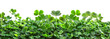 Lush green clover field symbolizing growth and luck on transparent background - stock png.
