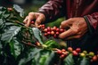 Amidst a gentle shower, skilled hands harvest ripe red coffee cherries, their vibrant contrast against the dark, wet leaves creating a captivating scene