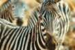 Two zebras standing together. Suitable for wildlife or nature concepts