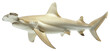 Hammerhead shark swimming gracefully in the ocean on transparent background - stock png.