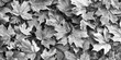 Detailed image of black and white leaves, suitable for various design projects