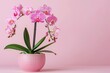 Orchid flowers in pot on pink background