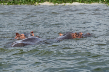 Wall Mural - hippoes in the water