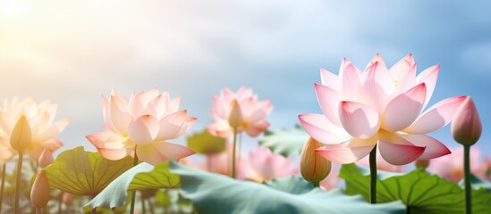 Poster - A line of pink lotus flowers blooms in a pond as the sun filters through the leaves, creating a stunning natural landscape with water, plants, and flowering beauty