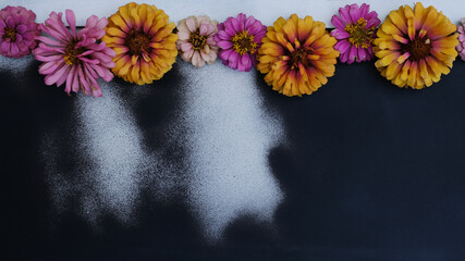 Wall Mural - Zinnia flower heads on black and white texture background with copy space for Mothers day background.