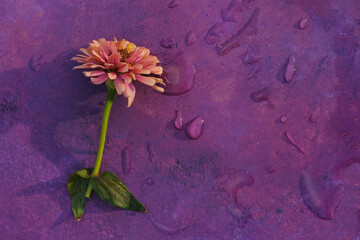 Poster - Wet Zinnia flower bloom on purple texture background for mothers day with copy space.