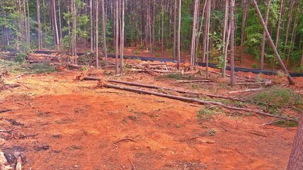 Wall Mural - Builder pulls up trees with tractor in forest to prepare land for construction by uprooting them