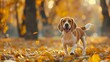 Happy beagle enjoying a brisk walk through a picturesque autumn park.