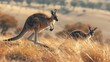 Kangaroo and joey hopping across the vast Australian outback.
