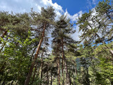 Fototapeta Na ścianę - forest of pine trees in the Alps
