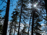 Fototapeta Na ścianę - sun rays through pine trees in the Alps