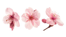 The Natural Colors Of Sakura On The Flower Stalk Are Isolated On A Transparent Background.