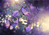 Fototapeta Kwiaty - Violet Rose Flowers and Morpho butterflies flying in Fantasy magical blooming garden, fairytale floral grove on mysterious dusk purple background with mystery sunset light toned in lilac colors.