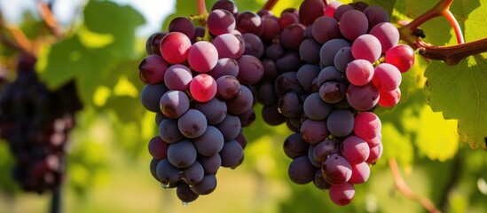 Poster - Fresh seedless grapes, a type of berry, grown on a vine in a vineyard. Surrounded by grape leaves, these superfoods are natural produce packed with nutrients