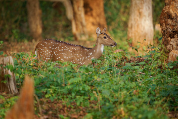 Wall Mural - Chital or cheetal - Axis axis also Spotted deer, native to the Indian subcontinent, portrait in the indian jungle, female mother