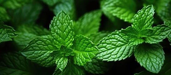 Wall Mural - A close up of mint leaves on a flowering plant in the hemp family, also known as a subshrub or herb. The plant is a terrestrial groundcover with annual growth