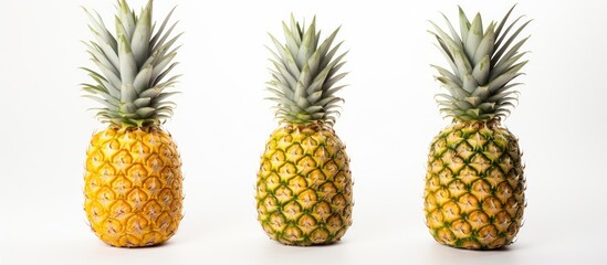 Wall Mural - Three green pineapples, a type of accessory fruit, are arranged in a row on a white background. Pineapples are natural foods that come from a terrestrial plant