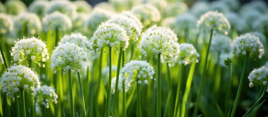 Sticker - A meadow of white flowers blossoming in the grass, creating a beautiful natural landscape. The closeup view showcases the beauty of these terrestrial plants