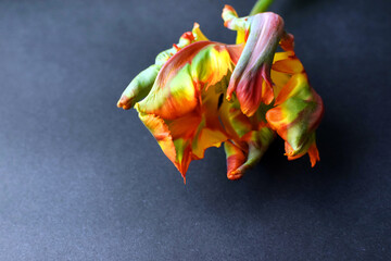 Wall Mural - Parrot tulip flower of the Rococo variety is orange with green stripes. Corrugated tulip petals. Selective focus.