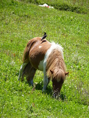 Sticker - Poney dans une ferme