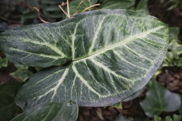 frost on leaf