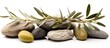 The olives and rocks are depicted on a white background. Olives are a staple food and natural food derived from a flowering plant. They are a popular ingredient in many dishes