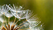 Water drops on dandelion seed macro in nature in yellow and gold tones