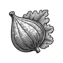 Ripe Fig Fruit With A Detailed Leaf, Depicted In An Elegant Engraved Style Black And White Vintage Illustration. Sketch Engraving Generative Ai Vector Illustration. Scratch Board Imitation. 