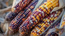 Colorful Cobs Of Ornamental Corn Lie Side By Side And On Top Of Each Other And Form Background In Autumn