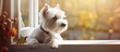 A fawn Toy dog with perky ears is contently sitting on a window sill, gazing out the window. His white fur contrasts beautifully with the flooring