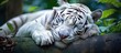 A magnificent Siberian tiger with white and black stripes is peacefully napping on a tree branch. This Felidae is a carnivorous terrestrial animal belonging to the big cats family